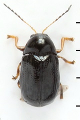 Cryptocephalus