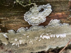 Corticiales