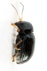 Cryptocephalus