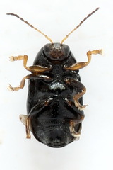 Cryptocephalus