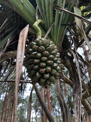 Pandanus