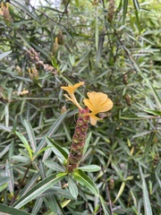 Barleria lupulina