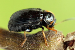 Cryptocephalus decemmaculatus