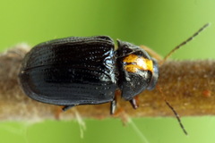 Cryptocephalus decemmaculatus