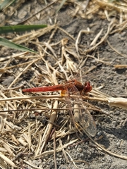 Crocothemis servilia