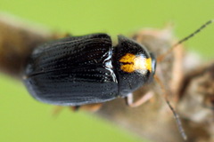 Cryptocephalus decemmaculatus