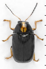Cryptocephalus decemmaculatus