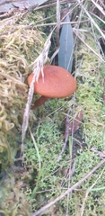 Gymnopilus ferruginosus