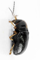 Cryptocephalus decemmaculatus
