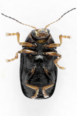 Cryptocephalus decemmaculatus