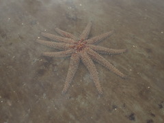Coscinasterias muricata