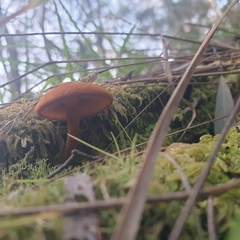 Gymnopilus ferruginosus