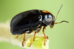 Cryptocephalus decemmaculatus
