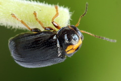 Cryptocephalus decemmaculatus
