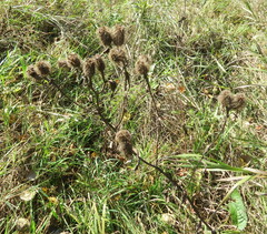 Centaurea phrygia pseudophrygia