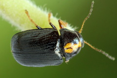 Cryptocephalus decemmaculatus