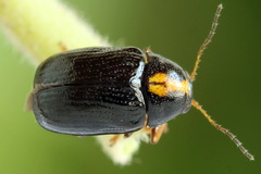 Cryptocephalus decemmaculatus