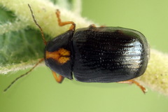 Cryptocephalus decemmaculatus