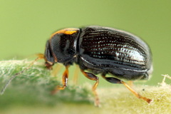 Cryptocephalus decemmaculatus