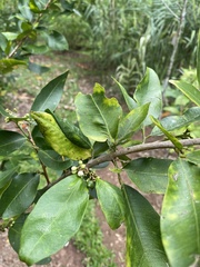 Rutaceae