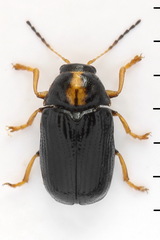 Cryptocephalus decemmaculatus
