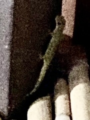 Hemidactylus frenatus