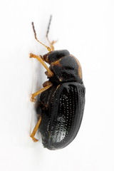 Cryptocephalus decemmaculatus