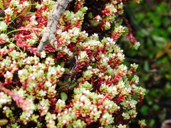 Crassula moschata