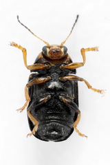 Cryptocephalus decemmaculatus