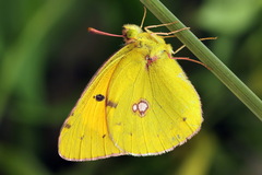 Colias myrmidone