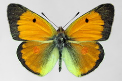 Colias myrmidone