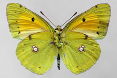 Colias myrmidone