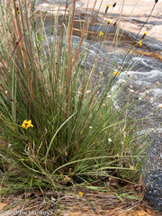 Xyris capensis