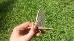 Metriophasma iphicles