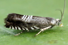 Grapholita compositella