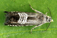 Grapholita compositella