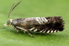 Grapholita compositella
