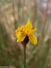 Xyris capensis