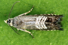 Grapholita compositella