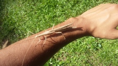 Metriophasma iphicles