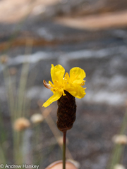 Xyris capensis
