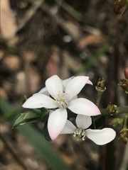 Philotheca buxifolia