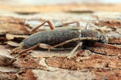 Trichoferus campestris