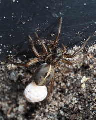 Artoriopsis expolita