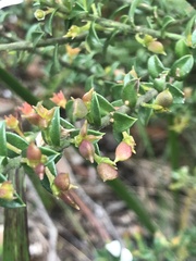Philotheca buxifolia