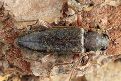 Trichoferus campestris