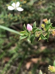 Philotheca buxifolia