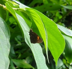 Koruthaialos rubecula