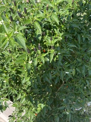 Capsicum annuum