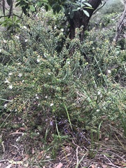 Philotheca buxifolia